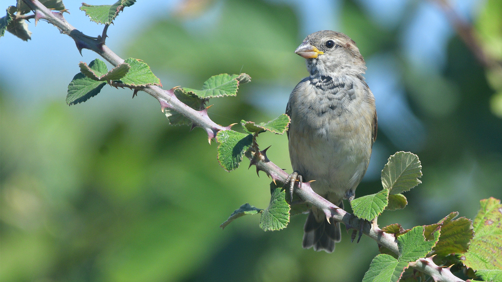 House Sparrow — Ana fotoğraf
